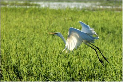 Great white egret