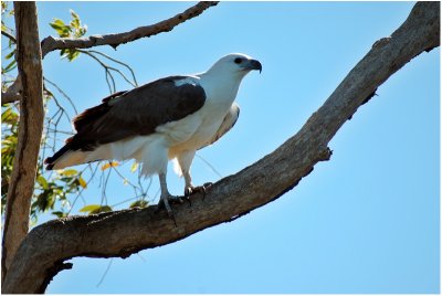 White-bellied eagle