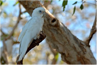 Little corella