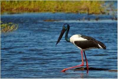 Jabiru