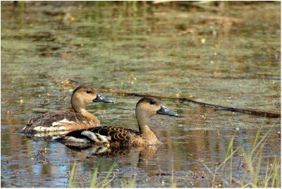 Wandering whistling-duck