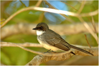 Northern fantail