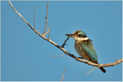 Sacred kingfisher