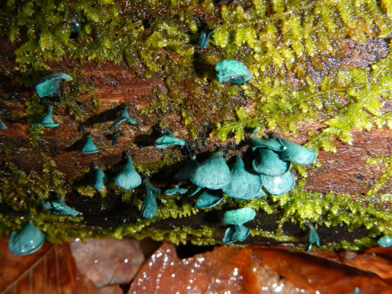 Blue Crep Fungi
