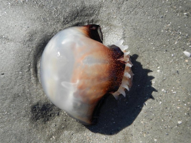 Beached Jelly