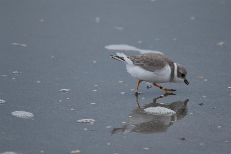 Banded Piping Plover - History Below