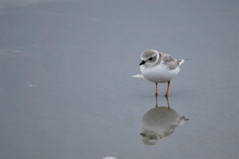 Plover Reflection