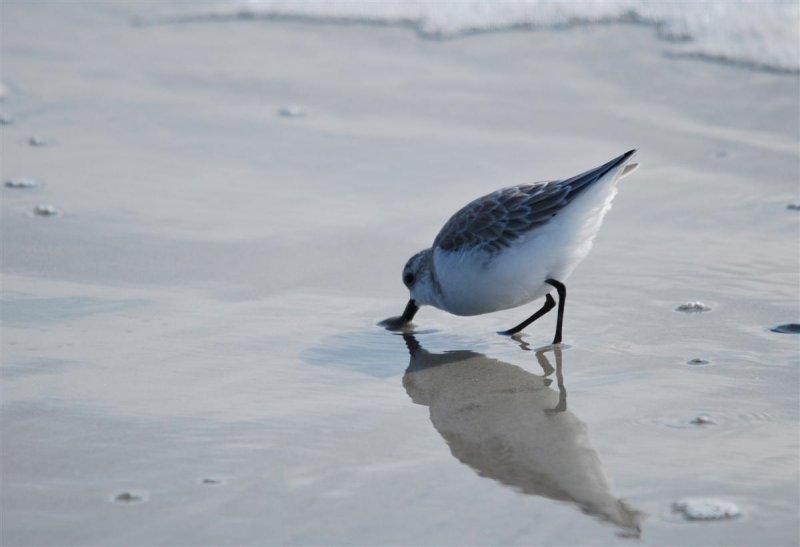 Probing for Food