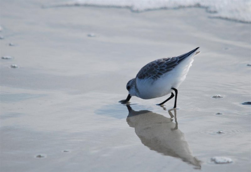 Probing for Food