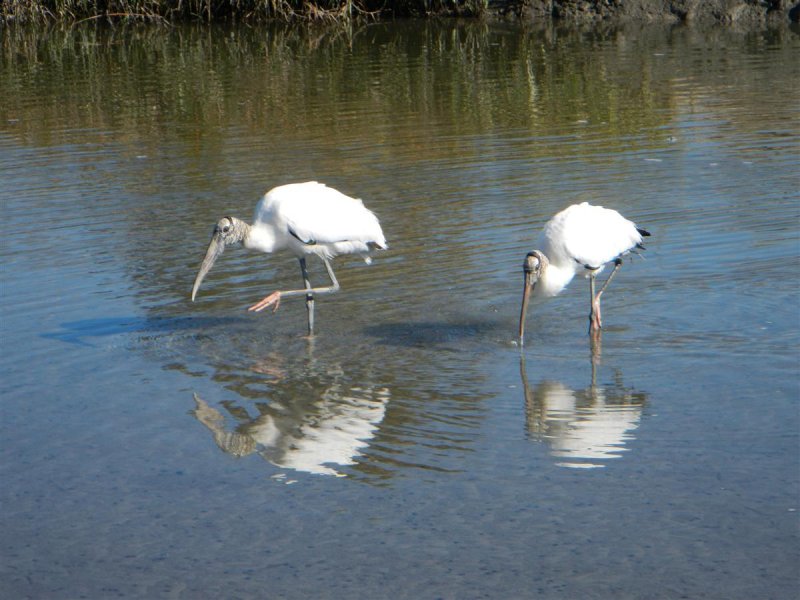 Wood Storks in Tidal Flats