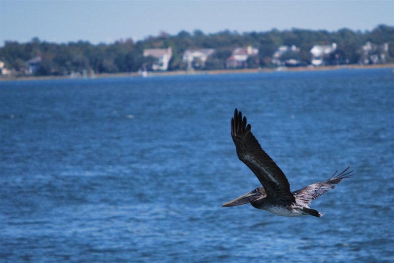 Pelican Fly-by