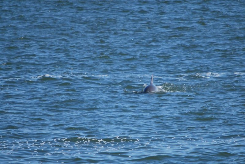 Dolphins in Charleston Harbor