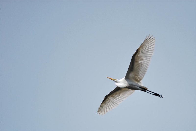 Graceful Egret