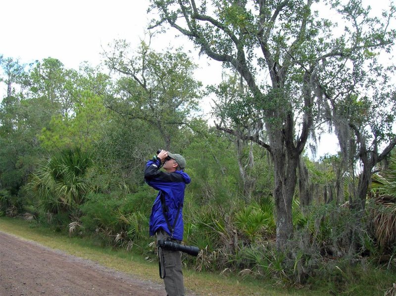 Scanning for Warblers