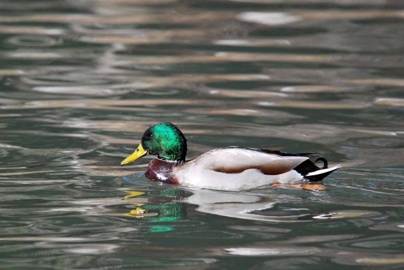 Mallard