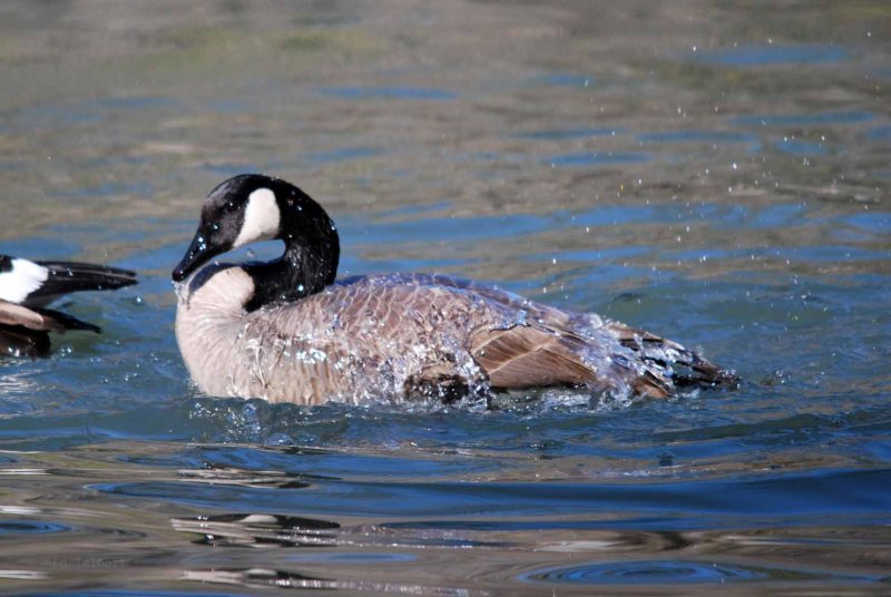 Water off a Goose's Back