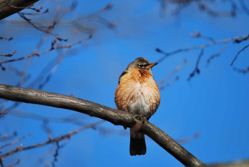 American Robin