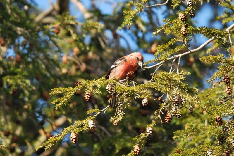 Hemlock Snacks