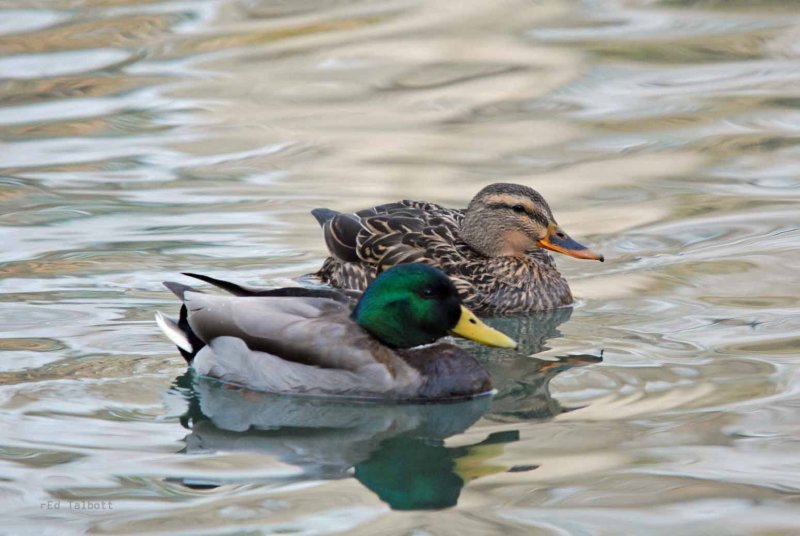 Mallard Couple