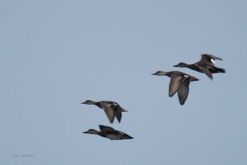 Gadwall Markings