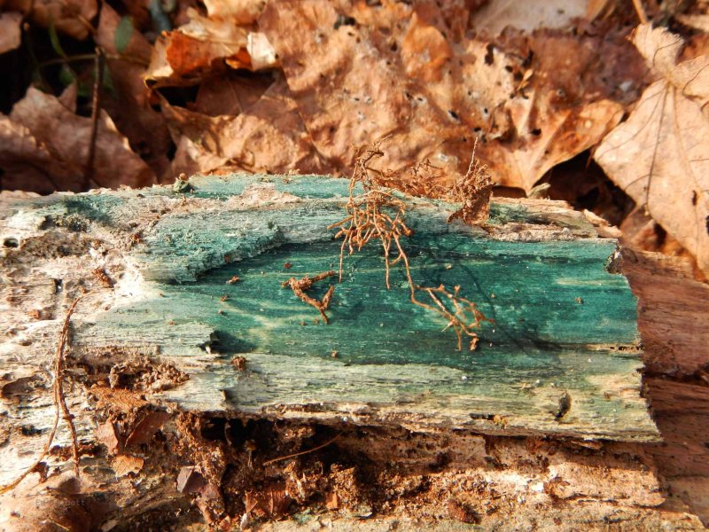 Green Crep Fungi