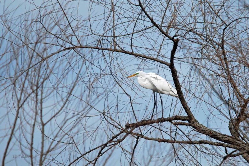 Great Egret