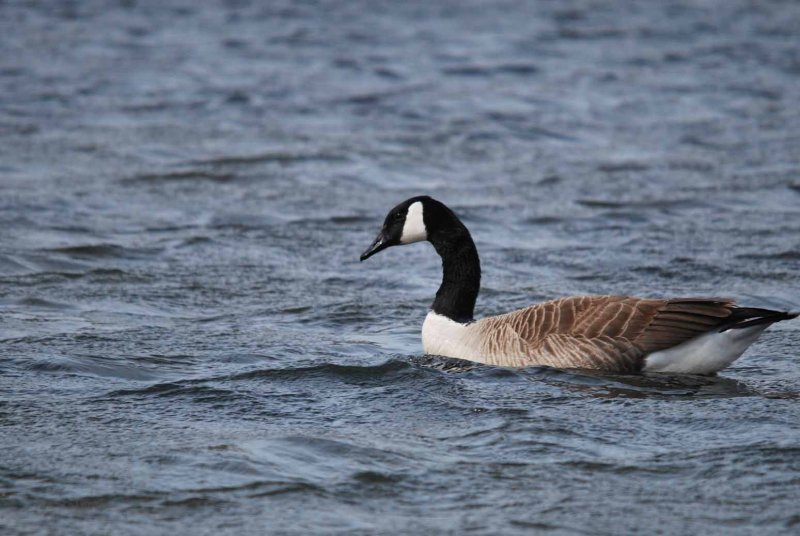 Canada Goose