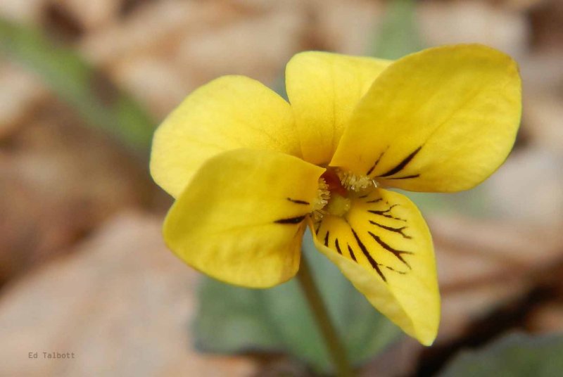Downey Yellow Violet