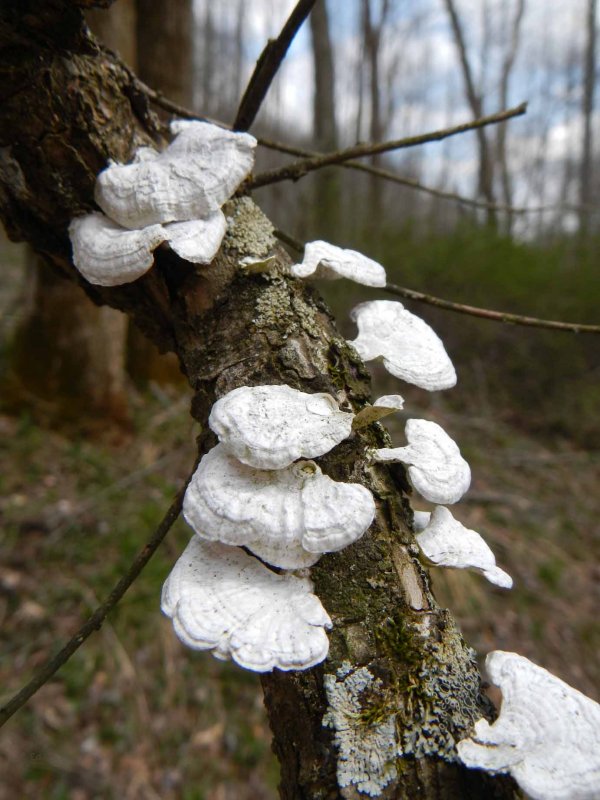White Crep Fungi
