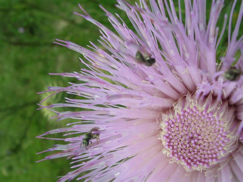 Thistle with visitors