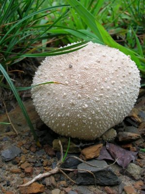 Lawn Puffbowl