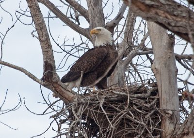 Lake Waco Bald Eagles