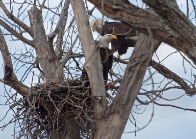 Lake Waco Bald Eagles