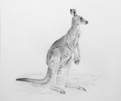 Young male Eastern Grey Kangaroo - Graphite pencil - Bristol Plate Smooth paper