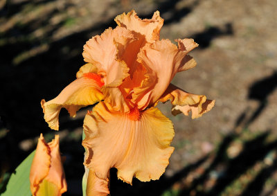 Iris