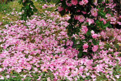 Zephirine Drouhin after some rain