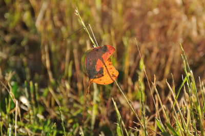 Caught in the grass.