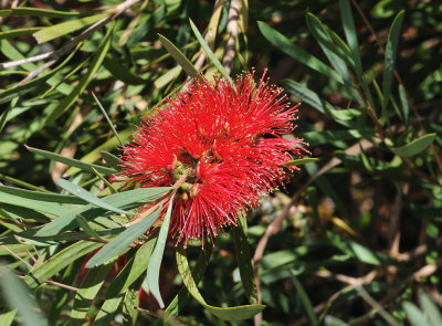 Flower of one of the Callistemon varieties - extremely tough and hardy