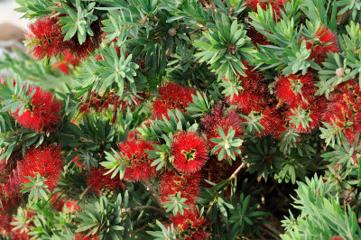 Dwarf Callistemon Little John - a lovely tidy little shrub.