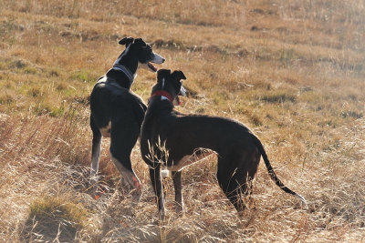 Trip & Maggie - will we go check for bunnies?