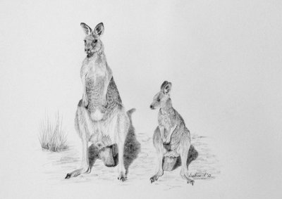 Eastern Grey Kangaroo and Joey - Graphite pencil on Strathmore Bristol Plate paper