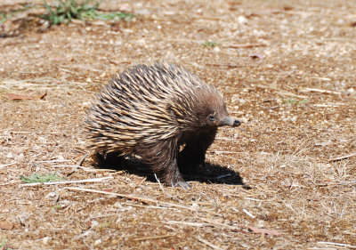 Echidna or Spiny Anteater, it can smell us but not see us 