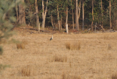 White-necked Heron - about 200 metres away
