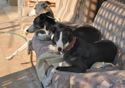 Tom, Trip, Maggie, relaxing after an early morning walk.