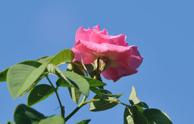 Zephirine Drouhin rose