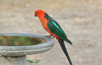 Adult King Parrot 