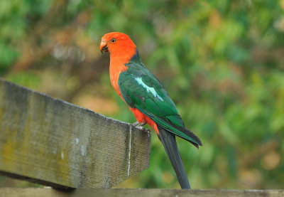Adult King Parrot - through the window