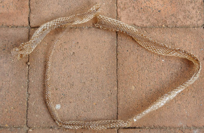 Discarded Brown Snake skin - 3' 6- 1m 15 cm