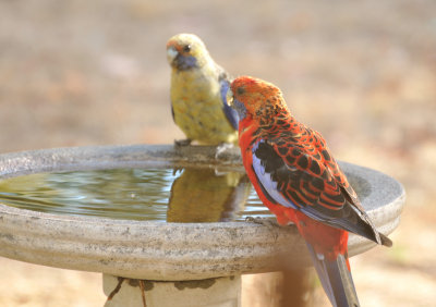 Juvenile Crimson Rosellas -the yellow one could be the Adelaide variety