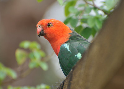 Male King Parrot - through the window.